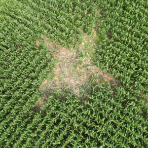 Inspection dégâts de sanglier par drone en Alsace Fédération des chasseurs. Dégâts des sanglier dans le maïs